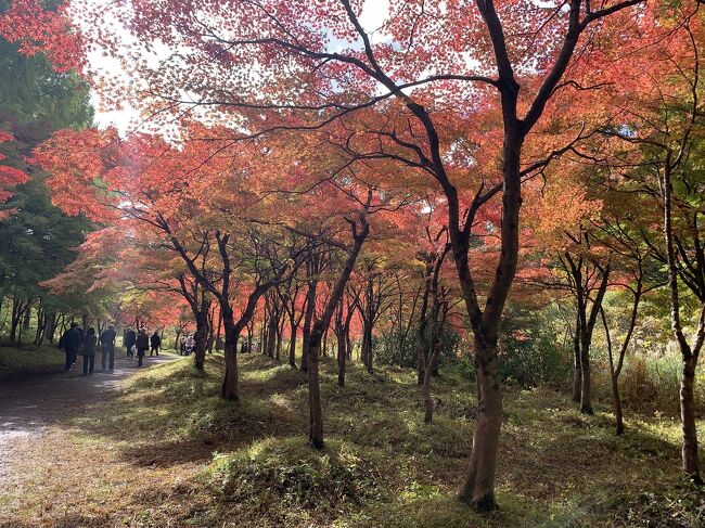 太平山周辺の紅葉を見に行く(旭川ダム公園)