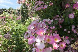 初夏の信州　薔薇紀行♪　Vol.202 ☆小諸：夢ハーベスト農場　初夏の花と薔薇の美しい庭園♪