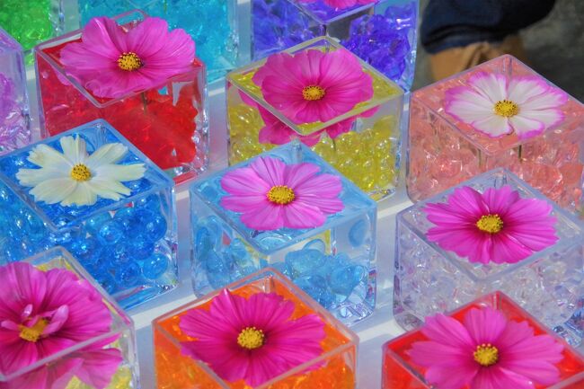 奈良 万葉若草の宿 三笠をあとにし、さてどこへ行こうか?<br /><br />地図をみていると宿からは般若寺が近い。お花で有名な般若寺へは行こう行こうと思いつつなかなか行かなかったんで、この機会に訪れることにします。<br />ちょうど満開で朝からたくさんの方が訪れていました。<br /><br />コスモスって可憐な花のわりには、かなりワイルドな咲き方ですよね。