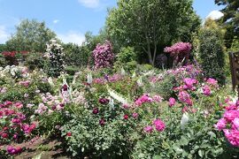 初夏の信州　薔薇紀行♪　Vol.208 ☆小諸：夢ハーベスト農場　初夏の花と薔薇の美しい庭園♪