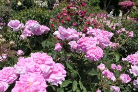 初夏の信州　薔薇紀行♪　Vol.209 ☆小諸：夢ハーベスト農場　初夏の花と薔薇の美しい庭園♪