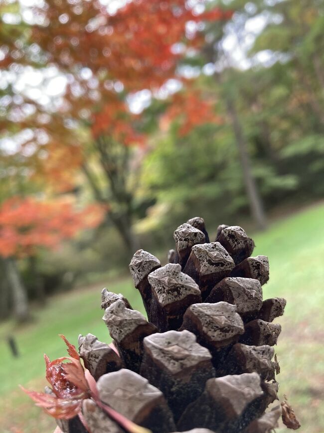 まだ紅葉は少し早いかな。<br /><br />秋になると山に呼ばれる私。去年登ってきつかった水沢山。いつもその話をしていた仲間と、ちょっとした賭けをしまして。訳あり登山を決行しました。<br /><br />伊香保温泉だから、ちょっと良い宿も予約できたし、、温泉に浸かって、、楽しみです。<br /><br />それに、今度こそ、、水沢観音で水沢うどんも食べたいなあ。