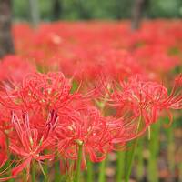 曼珠沙華公園と県民割で休暇村