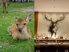 鹿の楽園へ【JWマリオットホテル奈良宿泊】