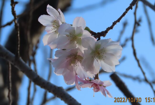 10月30日、午後3時頃にふじみ野市亀久保西公園に冬桜を見に行きました。　四日前にも見ましたが、花の数がかなり増えていました。<br /><br /><br /><br /><br /><br />*写真は見られた冬桜<br /><br />