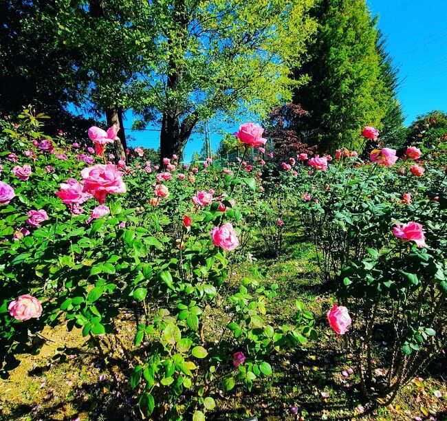 　埼玉在住の知人と久しぶりに会ってステーキ宮でランチを楽しんだ後、秋バラを楽しみに伊奈町制施行記念公園へ行って来ました。春は有料でしたが秋は無料で開放しています。咲き誇るバラの見事さと種類の多さに感激しました。青空の下、バラの花をたくさん撮影して来ました。宜しければ目を通してみて下さい。
