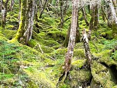 八ヶ岳山麓周遊(1) 苔の原生林と白駒の池 トレッキング