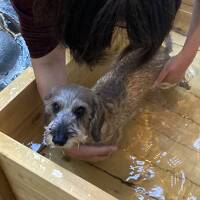 〔予告編〕次男（ワイヤーダックス、12歳3 カ月）の長寿を祝して、" 愛犬と楽しむ温泉旅館 伊豆修善寺 絆＋" へ。初めての温泉を体験！