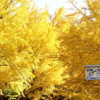 街じゅうが紅葉のピークを迎えた札幌