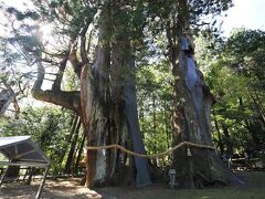 四国３県秋晴れの旅　高知県①　杉の大杉・大杉の苑と竹林寺