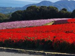 淡路島花さじき