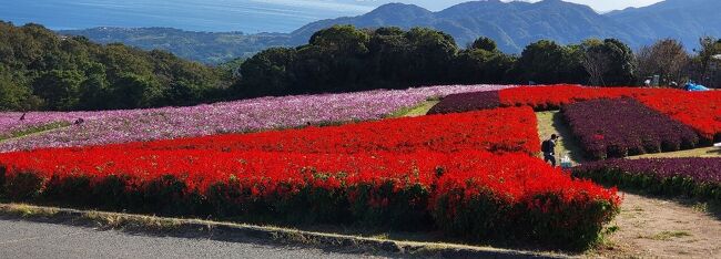 大阪に帰る前に淡路島花さじきに寄りました。