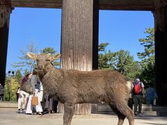 奈良の定番観光地をぶらぶら