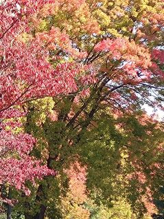 紅葉見頃の所沢航空公園・所沢文化センター・航空発祥記念館をぶーらぶら