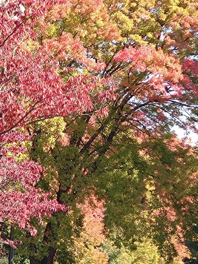 紅葉見頃の所沢航空公園・所沢文化センター・航空発祥記念館をぶーらぶら