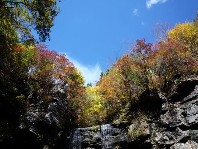 10月後半になって天気も良くなり、山の紅葉も見ごろになりました。<br />夏の長雨で山の紅葉も不作と言われていますが、鮮やかさではなく、春の芽吹きを思いながら見る紅葉は秋を感じ、合わせて食欲の秋も感じる避暑地高原の旅でした。