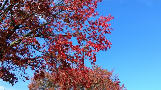 夏から計画、予約してた、山形への旅。<br />紅葉もドンピシャでした。