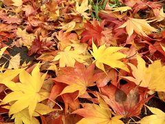 赤と黄に染まった札幌の秋
