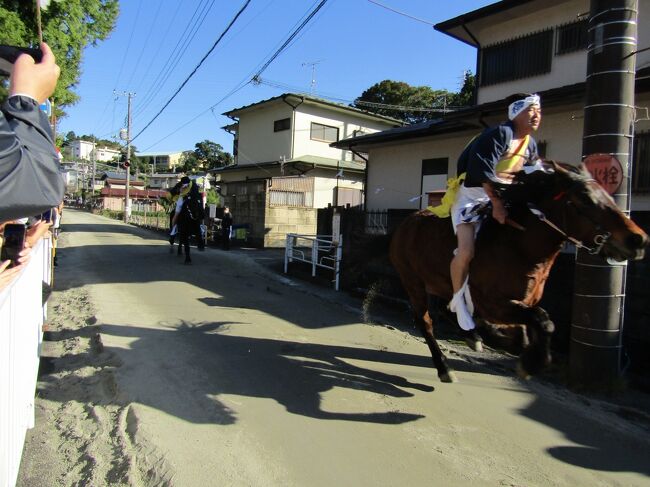 　神奈川県山北町山北に鎮座する室生神社では毎年11月3日の例大祭に流鏑馬が神事として古儀に基づき行われている。神奈川県指定無形民俗文化財になっている。<br />　古儀というのは、2騎が馬場を駆け、先頭が露払い、その後を射手が疾走し矢を一の的、二の的、三の的へと射る。農家の人々により受け継がれていた時期もあり、かつては的の当たり矢によって翌年の稲作を占う神事としても行われていた。三つの的は、一の的が早稲、二の的が中稲、三の的が晩稲のできをあらわしていた。<br />　今年は1から3回の騎射では全て的中であった。ただし、2回目は1回目ほど馬の走りは早くはなかった。4回目は新人射手であったために3つの的を全て外してしまった。しかし、氏子は最初はそんなものだと言っている。帰り道に観客から「大丈夫」と声が掛かっていた。最後の5回目は二の的は矢を持ったまま通過し、的中は２つの的であった。計11的中であった。<br />　山北町山北の宮地に所在する室生神社に伝わるもので、起源は源頼朝の石橋山挙兵（治承4年（1180年））の際、平家方に味方したため領地を没収され、斬刑に処されるところであった河村義秀（かわむらよしひで）が、 建久2年（1191年）に鎌倉で行われた流鏑馬の妙技により刑を免ぜられ、旧領に復帰できたという故事（『新編相模国風土記稿』『吾妻鑑』）によるとされている。9年もの間、大庭景能預かりになっていたのであるから、頼朝は義秀を斬首するつもりはなかったのではないだろうか。<br />　芸は身を助けるというが、この故事は武芸の流鏑馬で命を助けられたということである。しかし、これも眉唾だ。<br />　故事では鎌倉の鶴岡八幡宮で流鏑馬（https://4travel.jp/travelogue/10499868）が行われたのは建久2年（1191年）なので、義秀が旧領に復帰した翌年から「室生神社の流鏑馬」が始まったとすれば、現在まで約840年余り続いていることになる。鶴岡八幡宮の歴史（建久2年（1191年）11月21日から始まる）と同等に古く、古式である可能性が高いであろう。<br />　また、こうした古代からの神事でもあり、女性を遠ざけて１ヶ月も籠って禊をするとも言われている。室生神社の宮司は老齢のために、最近娘にその職を譲ったが、流鏑馬神事の「馬場駈け」「流鏑馬開始の式」「馬場入りの儀」「垢離取り（こりとり）の儀」「流鏑馬始式」「騎射」の順に執り行われ、拝殿前の「終了報告」と続くが、全て男性が行うしきたりであるために、岩原八幡神社（https://4travel.jp/travelogue/11787865）の中村宮司（67）が司っていた。中村宮司は「私の弟子に頼まれたので断れなくて来た。」と話している。室生神社の女性宮司は還暦を過ぎているように見受けられる。また、女性宮司は鳥居横のやぐらの上で自治会長や氏子総代などの人たちとこうした神事を見物しているだけだ。室生神社の宮司でさえ、女性であるが故に関われないという不可解な伝統行事となってしまっている。<br /> 　流鏑馬神事（https://dr-kimur.at.webry.info/202108/article_60.html）については一社の例だけを捉えていたのてはその本質を見失い兼ねない。<br />　神社近くの家々では残っているのは奥さんやお婆さんばかりであったが、門柱の影からとか流鏑馬を見ていた。それも、警察か神社の放送では家から出たり、窓から流鏑馬を見ないように通知があった。また、流鏑馬馬場の片側だけに歩道があり、的が立っている片側には係員と警官、神社から依頼を受けたプロの女性カメラマンしか入るのが許されてはいないのだ。あちら側の住人とて同じで身動きできないのだ。<br />　また、観客側には町の公報の男性2人がカメラを持って撮影に来ており、他には、和服姿の流鏑馬関係の人も今日はカメラマンをやっている。町の公報2人は神社に話を通してはおらず、和服のカメラマンは神社に話をして断られたのだという。おそらくは、町の公報の2人も話をしたら神社からは断られたであろう。<br />　この神事の流鏑馬馬場の見物人の中に怒鳴り合っている女性たちがいる。何と場違いな。眼鏡を掛けた小柄の母親が背の高いご夫婦の奥さんと言い争っているのだ。氏子の家の女性でも隠れるようにひっそりと流鏑馬神事を見守っている中で、氏子でもない女性が言い争いとは…。実は、流鏑馬神事が始まる前に放送できつく叱られていたのがこの眼鏡の母親の子供たちである。相手は子供なのにと思ったが事故が起きたら、自己責任でなどとは言えない。主催者側の警備責任が問われるからだ。しかし、あの母親では子供にろくな躾ができなさそうであり、このような神事の場を汚す行為を平気で行う類の親なのだろうと感じでしまった。こんな輩はお断りだ。<br /><br />　【開催日】　11月3日（祝日）　<br /><br />　【場　所】　室生神社（神奈川県足柄上郡山北町山北1200）<br /><br />　14：00　　馬場駆け（神社前馬場）<br /><br />　14：20　　流鏑馬開始の式（神社拝殿外）<br /><br />　14：30　　馬場入りの儀（神社前馬場）<br /><br />　14：50　　垢離（こり）取りの儀（垢離取り場）<br /><br />　15：00　　流鏑馬始め式（神社鳥居前）<br /><br />　騎射（神社前馬場）　※15：50頃まで、通常5回騎射を行います。（https://www.town.yamakita.kanagawa.jp/0000000566.html）<br />（表紙写真は室生神社の流鏑馬神事「馬場駈け」）