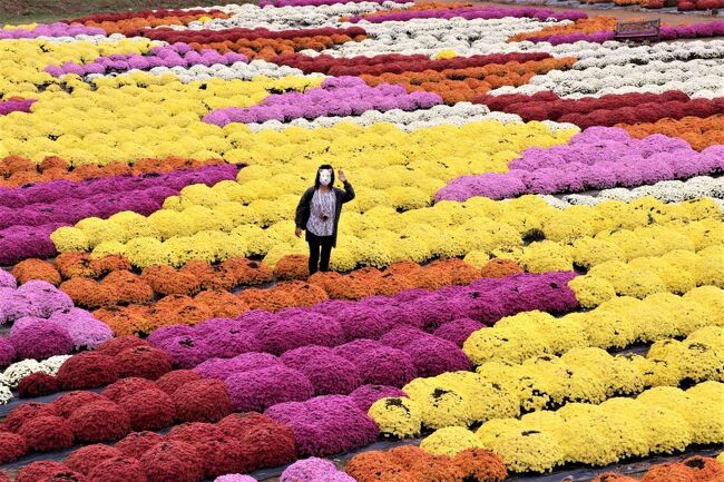 あれは９月だったかな？マツコさんの番組で世羅高原の「ガーデンマム」の花畑が綺麗だと紹介されていた。<br />地元広島に住んでいながら、この花畑の事は知らなかった。<br />世羅高原のお花畑はどんどん進化しているのね。<br />テレビで紹介されたらお客さんも多いだろうけど、行ってみたい。<br />ちょうど世羅町に気になる古民家レストランを見つけて予約したので、お花畑とセットで行ってみる事にしました。<br /><br />朝１番に車の１ヶ月点検を済ませ、世羅町へと車を走らせました。