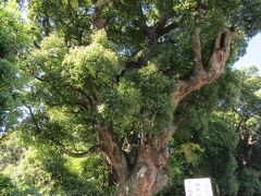 八幡神社のくすのき（神奈川県山北町岸）