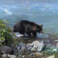 2022 爺の知床岬巡り ある日,森の中、クマさんに出会～った！！