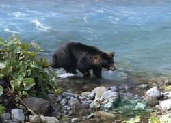 2022 爺の知床岬巡り ある日,森の中、クマさんに出会～った！！