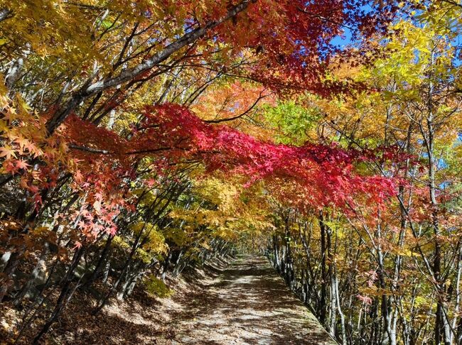 11月6日日曜日。<br />天気は最高ながら、気温は低め。<br />もともと飯綱山に登る予定だったのですが、山頂の予想気温は0度。<br />そこで、長野市善光寺の裏山の地附山へ低山トレッキングをしてきました。<br />かつて地滑りを起こした山には多くのもみじ植林され燃えるようなもみじが最高でした。