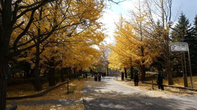 以前の旅行記で、北海道は札幌市内の公園をウロウロと巡ってみたり、秋の北海道大学イチョウ並木に出かけてみたりしたのですが（https://4travel.jp/travelogue_group/40796）、<br />今年は、札幌市内の別の公園、中島公園に行ってみました。<br />こちらもなかなか広い公園で、地下鉄１駅の区間分、歩いてみたのでした。<br /><br />観光地、という感じではないような気もしていました。<br />していましたが、<br />実際に行ってみると、いろいろ見るところがあったような。