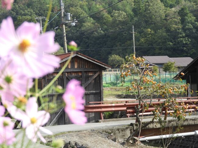 湖北では、長い年月にわたって集落の人々が十一面観音を祀るお堂を守ってきた。<br />昨年末の旅でそれを知り、機会があれば再訪したいと思っていた。<br /><br />今年は「観音の里ふるさとまつり」が10月16日に久しぶりに開催される<br />とのこと。当日は個別に拝観の予約をしなくても一斉にお堂が開いていて、<br />パスポートを購入すれば自由に回れるし、3系統あるバスの申し込みをしたら<br />乗り込めばお堂まで連れて行ってくれるそうで、そちらも興味を惹かれた。<br /><br />バスの申し込みは8月中旬ごろに開始するということだったので、当日ネットで<br />開始時間早々に申し込んだのに、すでに3系統全てが満席となっていた。<br />こうなったら当日は自力で回るより他ない、と覚悟を決めて、それからは<br />レンタカーをどこで借り出そうか？どこのお堂へ行こうか、などなど<br />時折ぼんやりと考えていた。<br /><br />多分、高月周辺部のお堂は混み合っていたのかも知れなかったが、比較的<br />遠方へ行ってしまったため、そこでのボランティアの方、お寺を守って<br />おられる方々との会話も楽しめた良い1日となった。<br /><br />(表紙写真は鄙びた集落に咲くコスモスとたわわに実る柿の景観)<br />