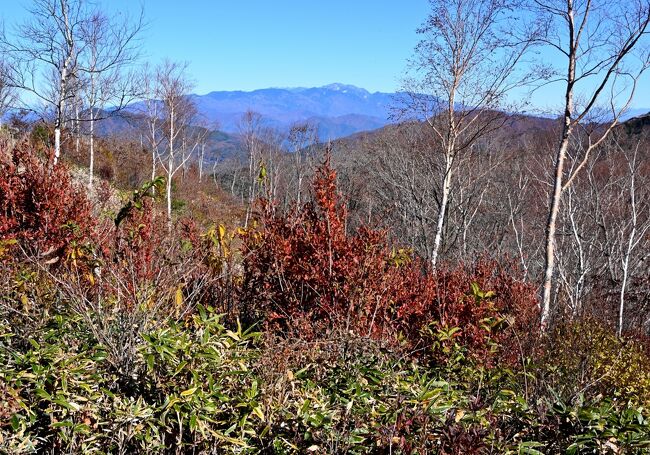 紅葉とアルプスの展望を求めて蛇峠山に向かった。治部坂スキー場から車で馬の背の駐車スペースまで登る。５～６台が駐車できる。山は紅葉・黄葉の真っ盛り、アルプス展望台からの眺めも素晴らしかった。帰路、ひまわりの湯で汗を流す。<br />１．コースタイム<br />　・１０００～１０２０　馬の背<br />　・１１２０～１１３５　アルプス展望台<br />　・１１４５　蛇峠山<br />　・１１５５～１２２０　アルプス展望台<br />　・１３００～１３１０　馬の背<br />　・１３３０　道の駅信州平谷<br />２．登山道の様子<br />馬の背からからは約１時間の軽い登り。よく整備されている。<br />