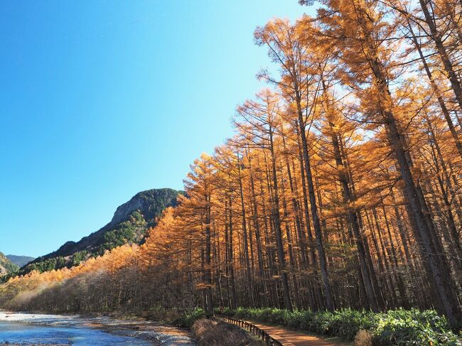 　四季折々に素晴らしい景色を見ることができる上高地。2003年初夏と2015年10月初旬に訪れていますが、木々が色づく季節も見てみたいと思ったのが旅のきっかけ。上高地の紅葉は10月上旬から。カエデやハルニレ、シラカバなどが色づき始めますが、その大トリを飾るのがカラマツ。素晴らしいと評判で今回はカラマツの黄葉をお目当てに秋の上高地をじっくり散策することにしました。宿は相方から是非泊まってみたいと言われていた徳澤園。連泊して最終日は美ヶ原温泉にもう1泊し、紅葉と温泉を楽しもうという計画です。<br /><br />　その1　黄金色に輝くカラマツと今の時期ならではの絶景編。バスタ新宿からさわやか信州号で上高地へ。翌日の天気も良さそうなので1日目は昼食を食べ真っすぐ徳澤園へ。2日目は早朝出発し、モルゲンロートを鑑賞しバスターミナルへ。シャトルバスに乗り大正池バス停から散策開始。晩秋ならではの美しい上高地の景色を堪能することができました。