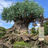 2022.10　これで最後！5度目のWDW【４】…大好きなアニマルキングダム、動物苦手だけどね