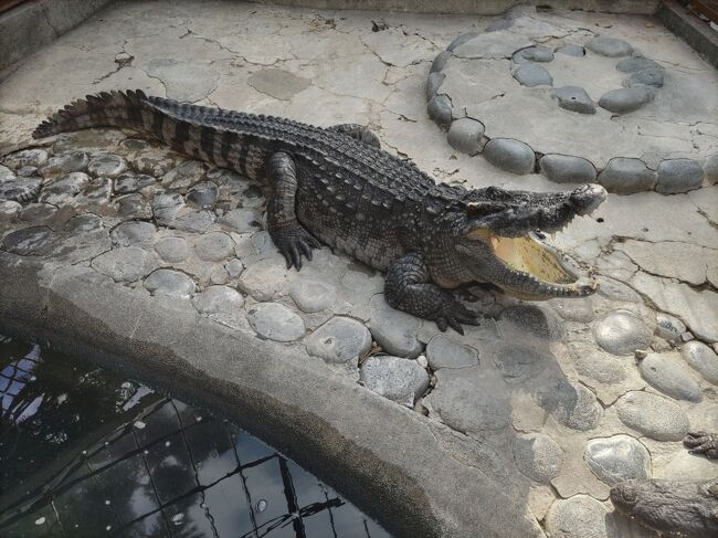 コロナが収束したら、また一緒に旅行しようと言っても<br />まだまだ勢いが下火にならず、丁度孫の三歳と七歳の七五三を<br />お祝いしたときに、もう待ちきれずに決めた<br />両家、孫なし、息子、娘なしのジジババ4人旅です。<br />全国旅行支援で、お得に旅行させていただきました。<br />久し振りのバナナワニ園では、ちょっとはしゃいでしまい<br />MOA美術館では、40周年の特別展を見ることが出来ました。<br />４人で賑やかに喋りながらの旅でした。<br />帰りには、皆既月食を見上げて！<br /><br />１１月７日　　熱海　おさかな大食堂<br />　　　　　　　　　　お宮の松・来宮神社<br />　　　　　　　熱川オーシャンビューホテル泊<br />１１月８日　　熱川バナナワニ園<br />　　　　　　　熱海MOA美術館