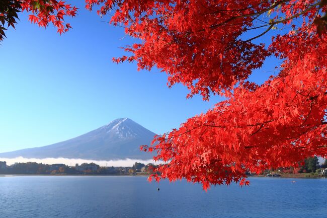 真っ赤なもみじの紅葉を見たくて河口湖へ。<br />この日は天気も良く、もみじの紅葉の時期なので<br />いい時に来た感じです。<br />紅葉があまりにもきれいなので、同じような写真を撮りまくりました。<br />
