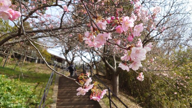 あんまり咲いてなかったから2回見に行った