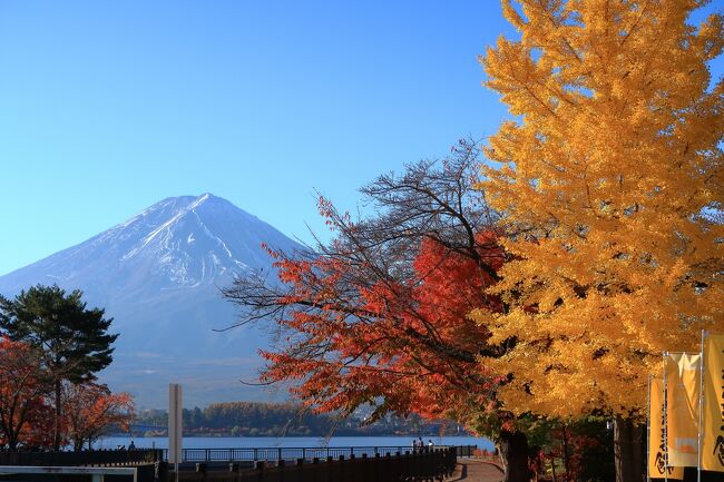 紅葉と富士山を見に円形ホールへ。<br />河口湖に来た時には必ず円形ホールの駐車場を利用し<br />富士山を見に行ってます。<br />紅葉の時期なので、ここにも立ち寄りました。<br />河口湖のもみじの紅葉は赤が多くて堪能しました。