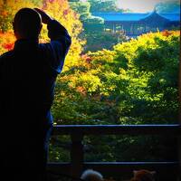 伏見稲荷、東福寺、毘沙門堂、南禅寺。飲んだ、食べた、歩いた。京都の紅葉と大阪のタイ料理　