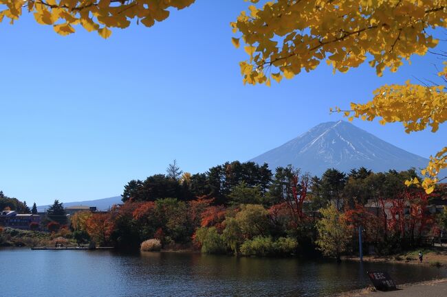 秋の大池公園に立ち寄りました。<br />大池公園は駐車場が大きくて止めやすく<br />富士山も綺麗に見えるので<br />河口湖にきたら、よく立ち寄ります。