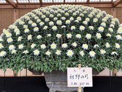 新宿御苑の菊花壇展。一本の菊から560輪もの花を咲かせるミラクル