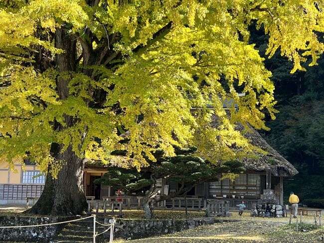 ９月に高野町で買ったリンゴですが、食べきってしまいました。<br />前回行ってから１ヶ月経っているので、違う品種のリンゴがあることを期待して、また高野町へ行って来ました。<br />今回は高野町へ行った後、お蕎麦を食べに島根県・奥出雲町へ。<br />せっかく奥出雲町へ行くのなら、そろそろ金言寺の大イチョウが黄色く色付く頃ではないかと思い、セットで訪ねてみました。<br />金言寺を訪ねるのは久しぶりなので、楽しみです。