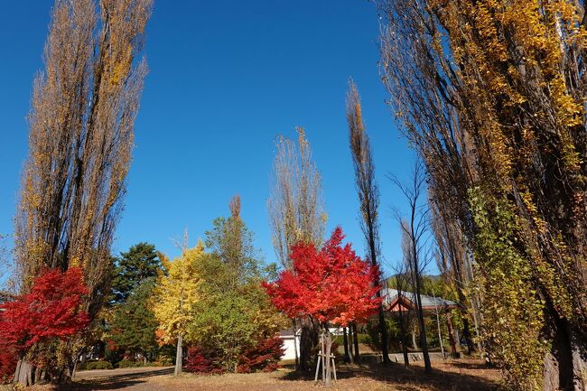 紅葉を見に河口湖へ 2022.11.08 ＝2.河口湖の湖南・大池公園から八木崎公園を散歩しながら往復しました＝