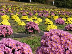 「あかぼり小菊の里」の小菊_2022(2)_咲き揃って、見頃継続中でした（群馬県・伊勢崎市）