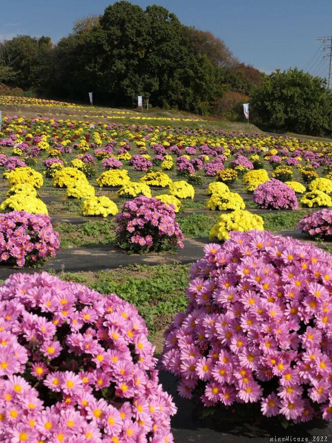 伊勢崎市の「あかぼり小菊の里」へ再訪しました。前回（10月27日）は、まだ咲き始めで、ほとんどの株が緑でしたが、２週間後の今回は、綺麗に咲き揃っていました。