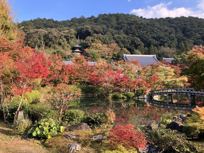 11月の平日にお休みが取れたので、日帰り京都旅を決行！<br />当日まで京都のどこに行くか決めておらず…。地下鉄のホームで、南禅寺に紅葉を見に行こうと思い立ちました。<br />南禅寺の後は永観堂に足を延ばしました。「もみじの永観堂」と呼ばれるだけあって、本当に美しかったです！