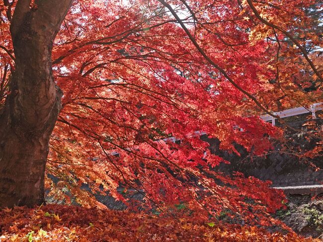 紅葉を見に河口湖へ 2022.11.08 ＝3.もみじ回廊へ＝