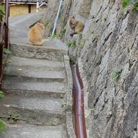 広島の旅　　①海がすぐそばに。尾道～旧和泉邸～千光寺～猫の細道～艮神社～商店街をぶらぶらと。