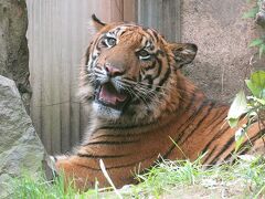 スマトラトラのおチビちゃんがかわいかった【八木山動物公園　2020/08/23】