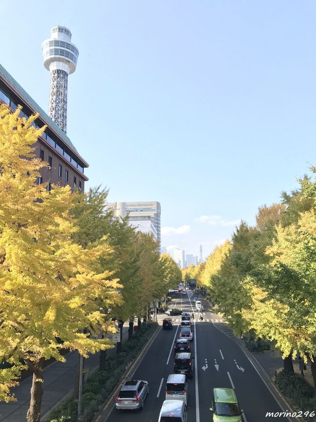 穏やかな小春日和、日本大通りから山下公園通りのイチョウ並木の黄葉散歩を楽しんできました。