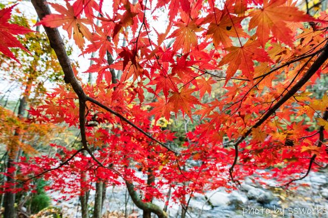 奥入瀬渓流紅葉撮影旅2022 1-2日目 十和田湖-奥入瀬渓流編